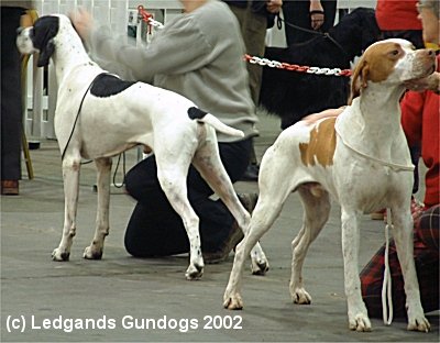 Open Dog: 4th & 3rd